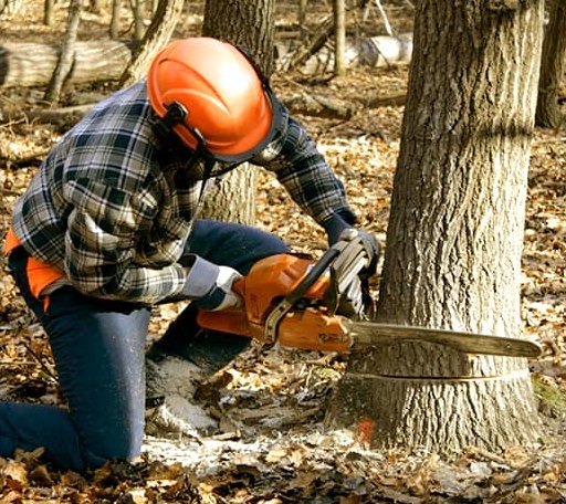 Tree Removal in Rabun Gap, GA
